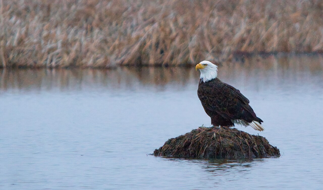 An adult bald eagle perched on a mound of reeds in the water