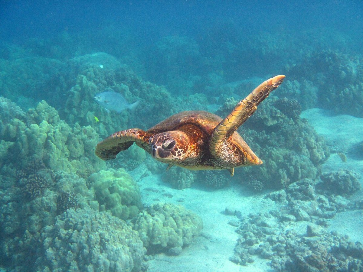 A green sea turtle swimming over a coral reef