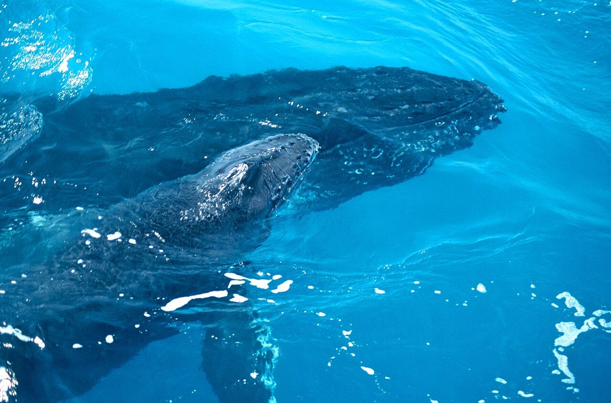 A humpback whale calf swimming beside its mother at the surface of a blue sea
