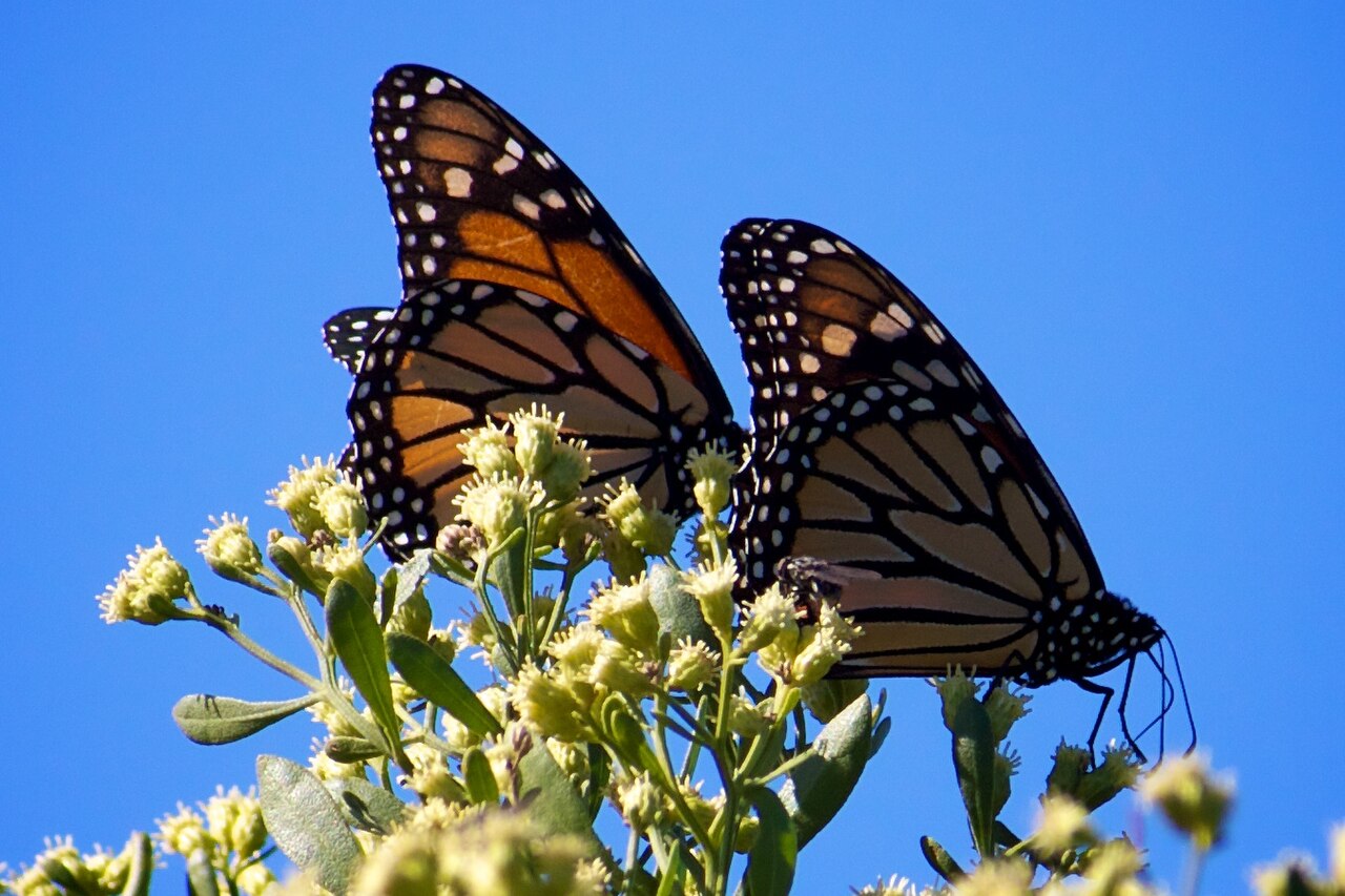 Two orange and black monarch butterflies on white flowers against a blue sky